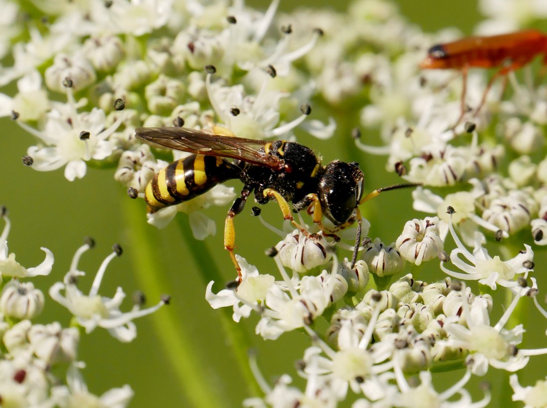 /Ectemnius lituratus, tykadla.