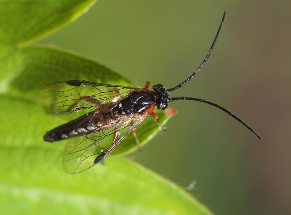 /Nematus lucidus, zaostřeno na tykadla.