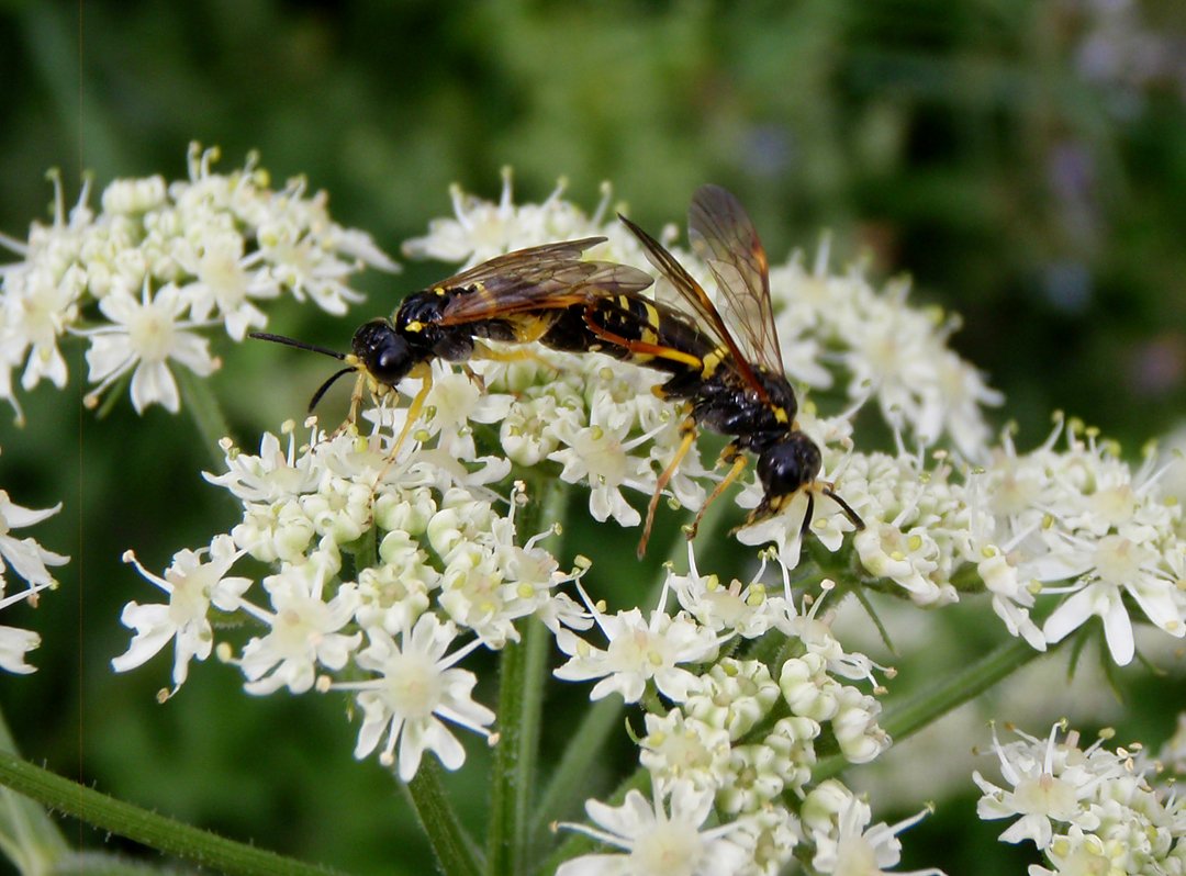 /Pilatka Tenthredo amoena, dvojice spolu.