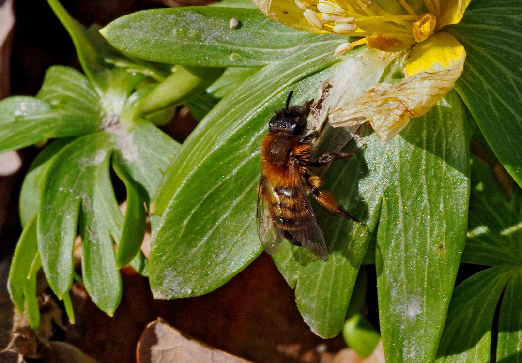 /Pískorypka dvoubarvá se vyhřívá na sluníčku. /Pískorypka dvoubarvá se vyhřívá na sluníčku.