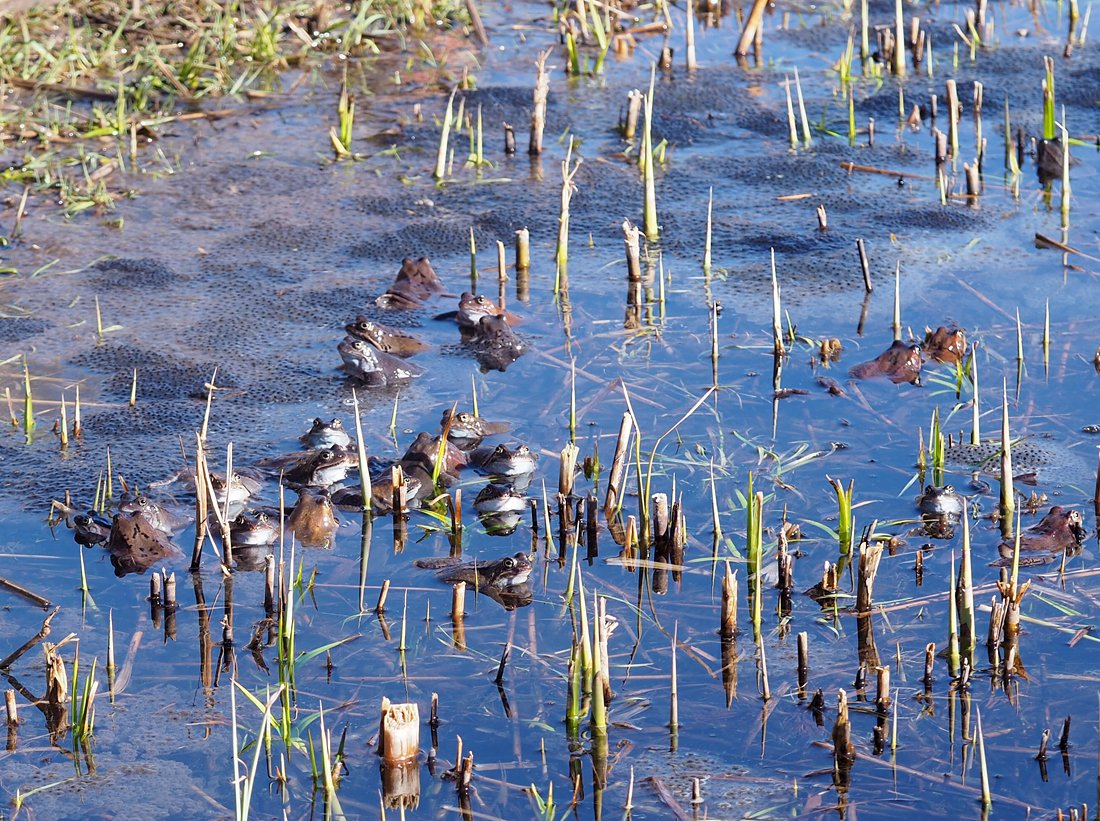 /Skokani hnědí v březnu. /Skokani hnědí v březnu.