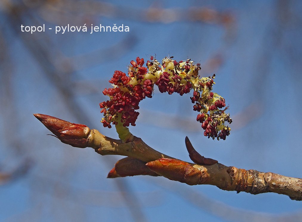 /Samčí topolová jehněda,