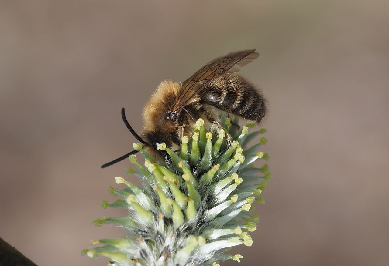 /Hedvábnice jarní, sameček na dokvétající jívové jehnědě.