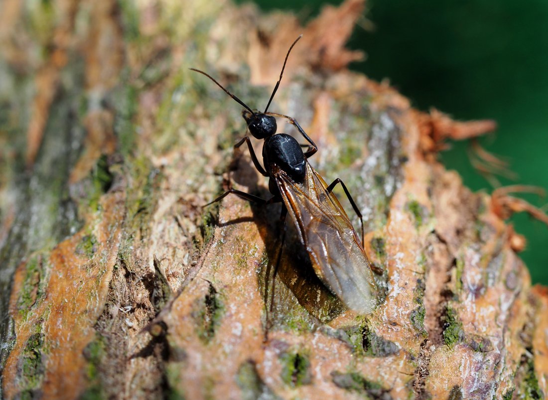 /Camponotus ligniperda, sameček s křídly, foto shora. /Camponotus ligniperda, sameček s křídly, foto shora.