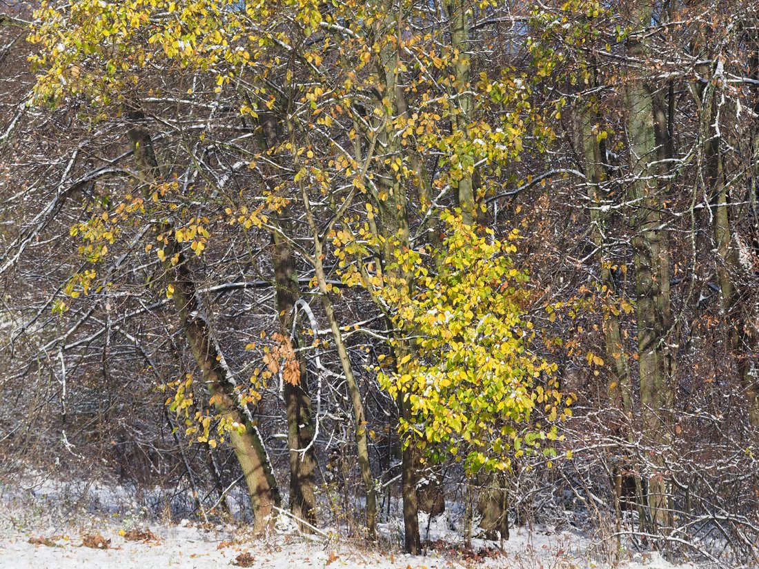 /Planá jabloň na kraji lesa.