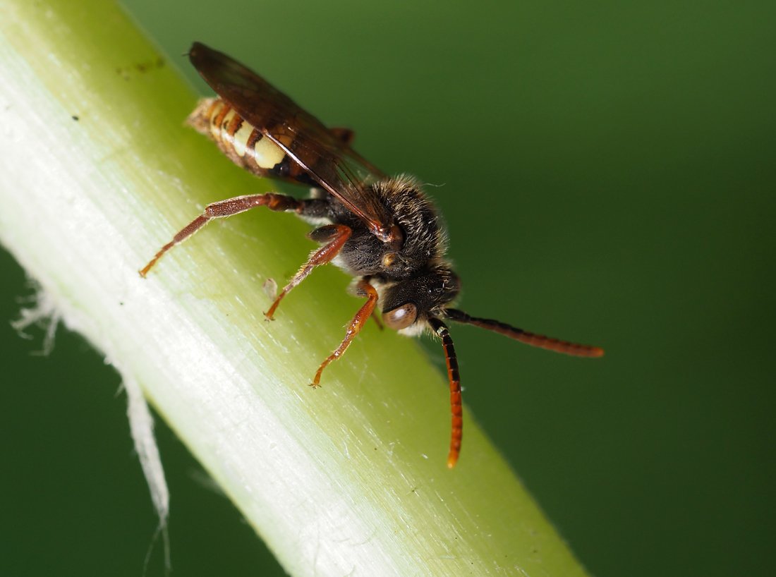 /Nomada flava, sameček. /Nomada flava, sameček.