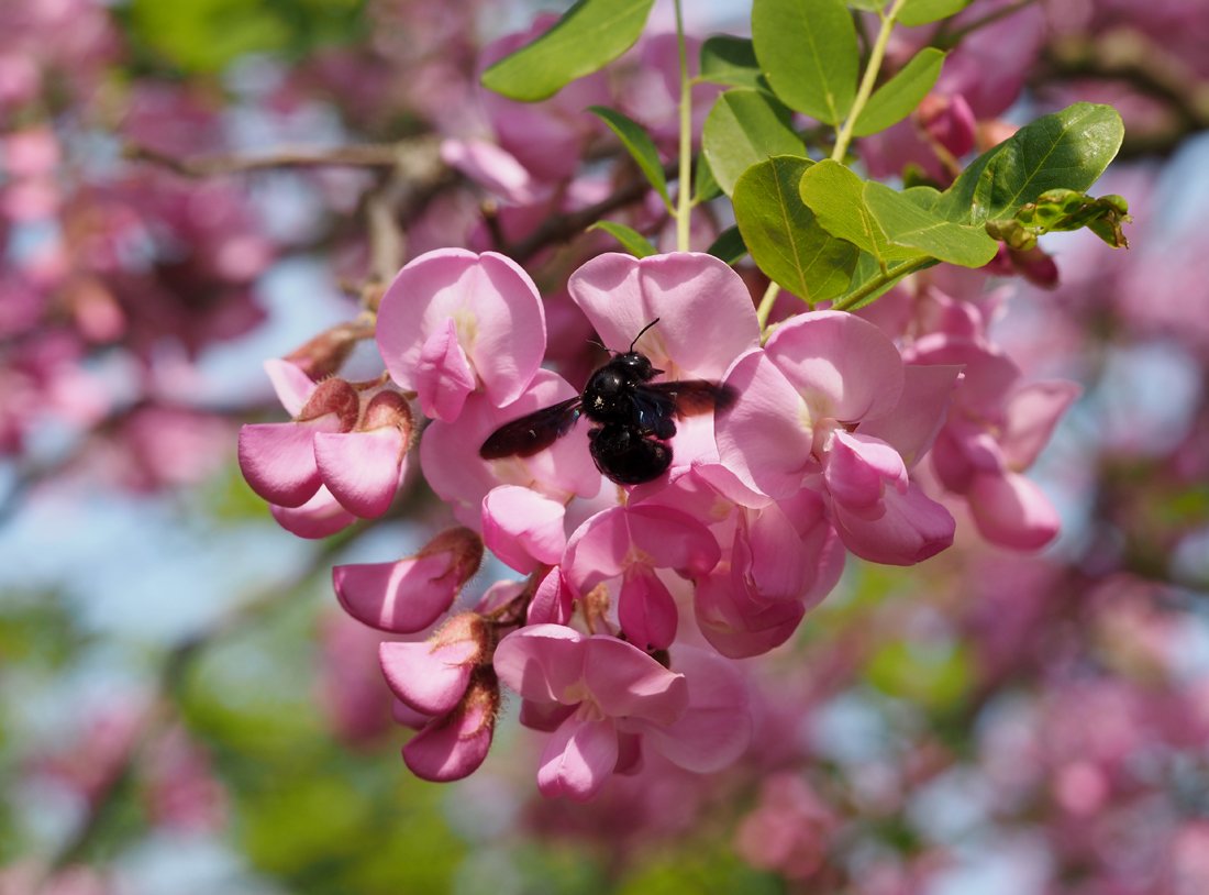 /Robinia hispida a drvodělka na odletu. /Robinia hispida a drvodělka na odletu.