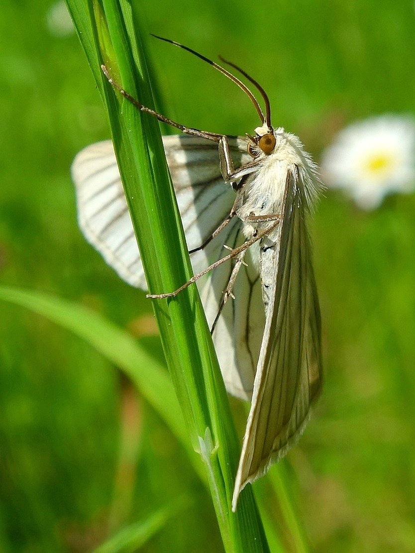 /Bělokřídlec luční fotografovaný ze spoda.