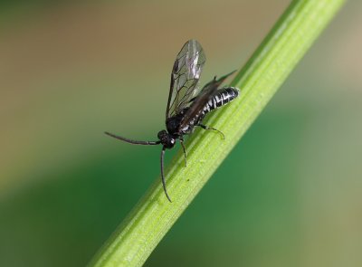 Empria - pilenka