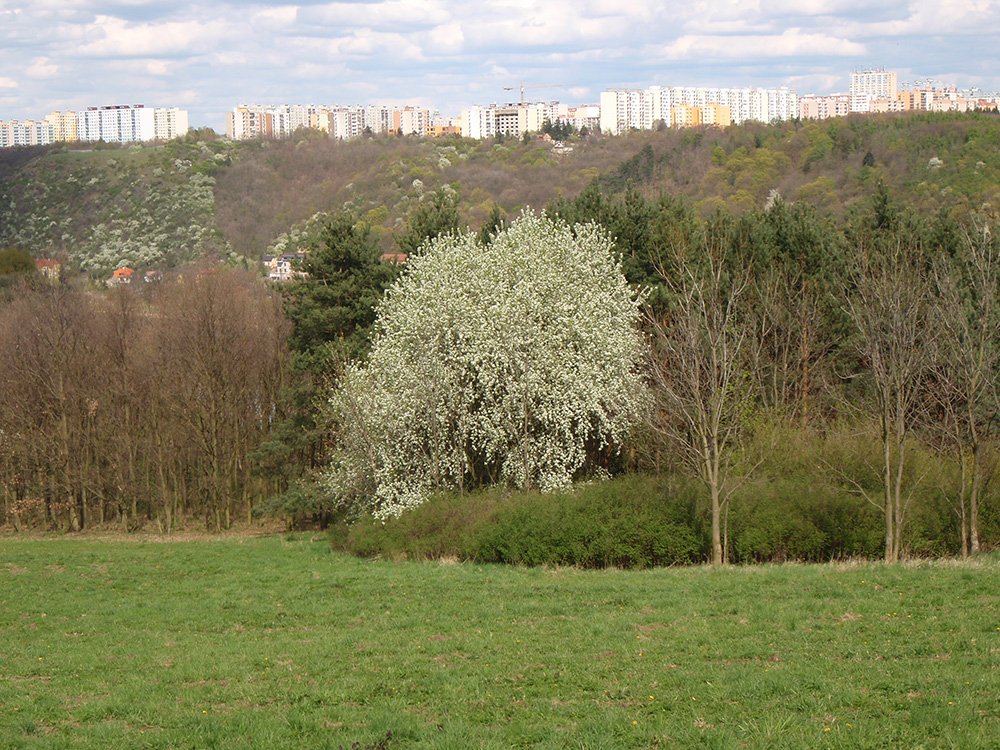 /Kvetoucí mahalebka, velký strom.