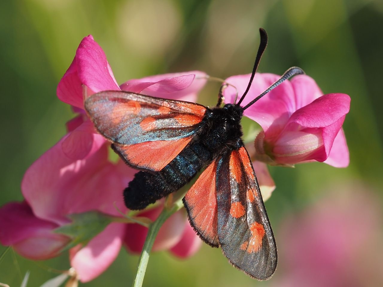 /Vřetenuška kozincová na květech hrachoru.