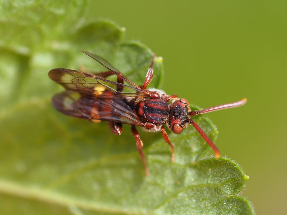 /Nomáda, květen 2021.