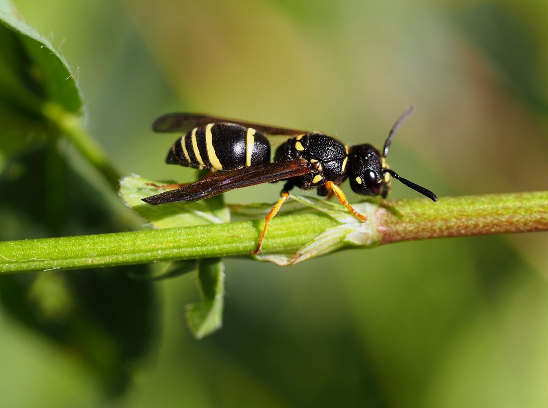/Gymnomerus laevipes, samička fotografovaná z boku. /Gymnomerus laevipes, samička fotografovaná z boku.