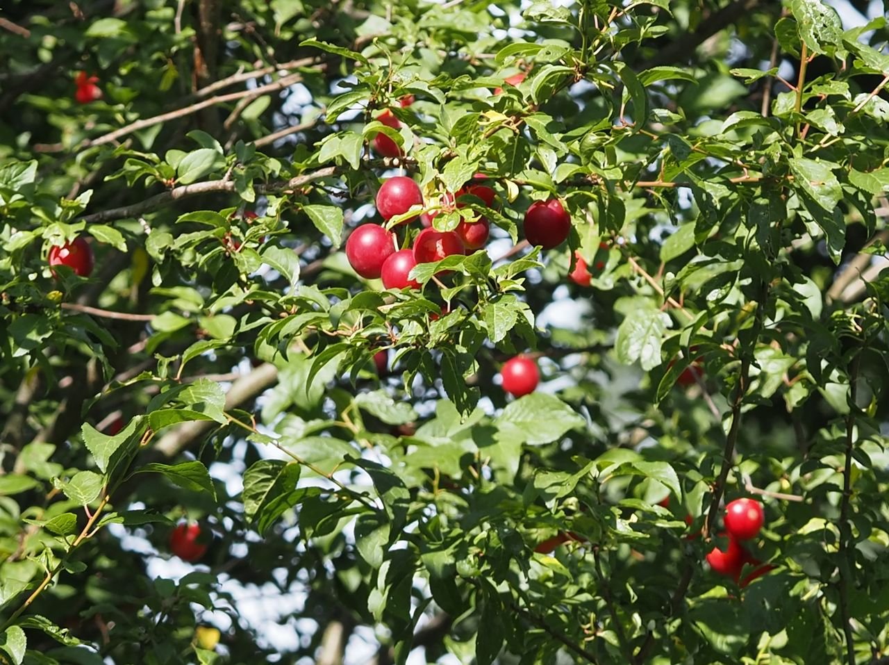 /Myrobalán s červenými plody. /Myrobalán s červenými plody.