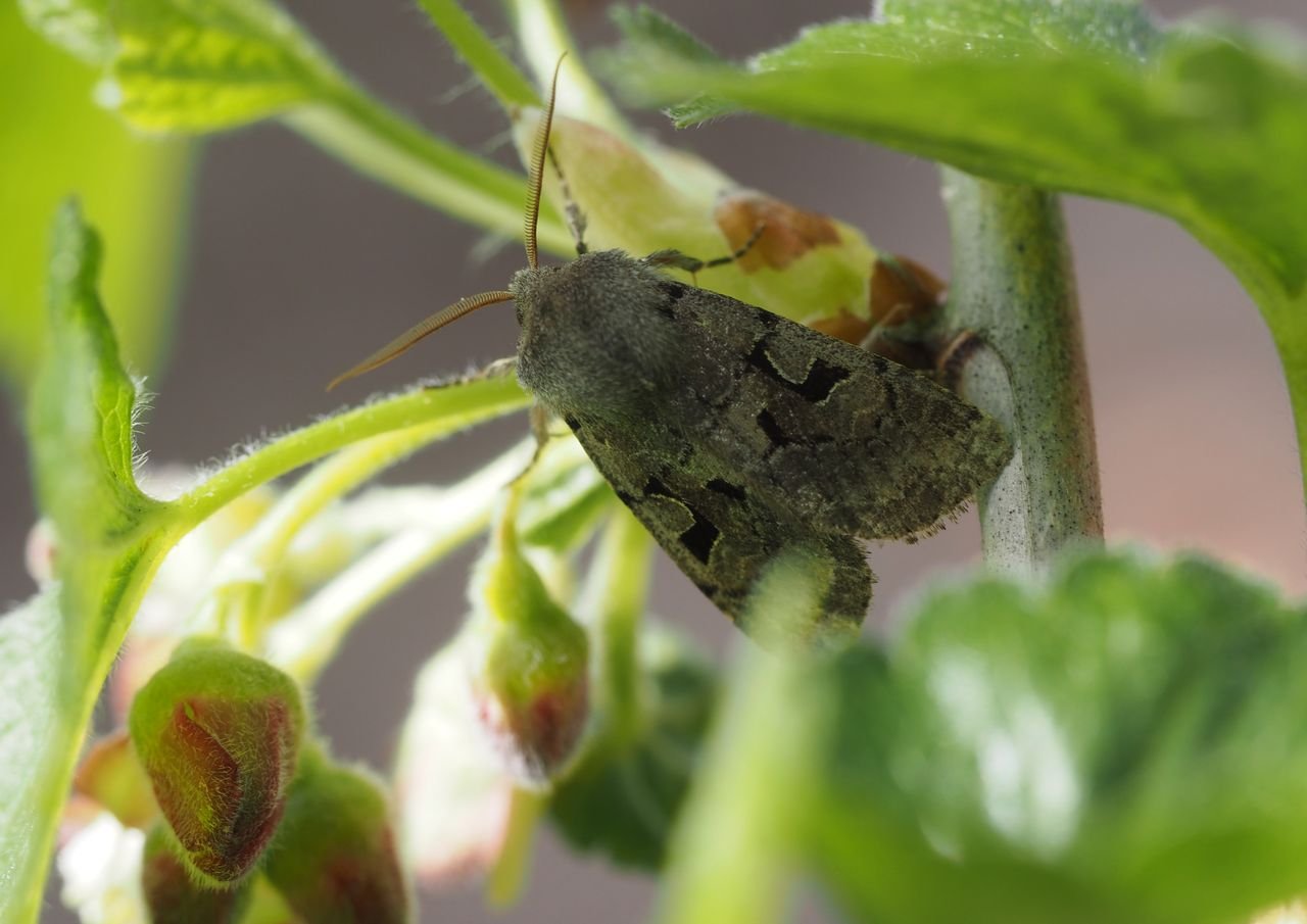 /Jarnice obecná - zaostřeno na tykadla.