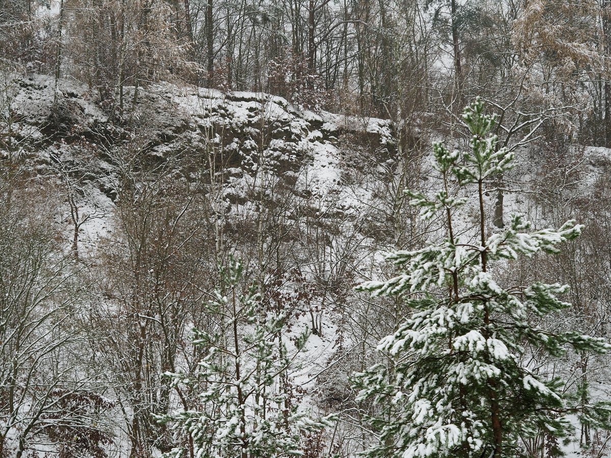 /Břidlicová stěna a borovice.