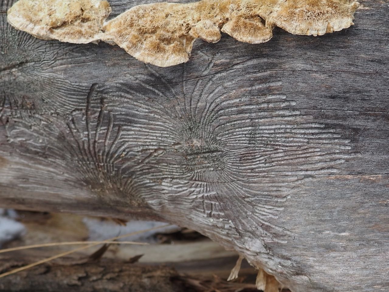 /Matečná chodba bělokaze javorového je vždy svislá. To znamená, že kmen byl napadený v době, kdy ještě stál rovně vzhůru.