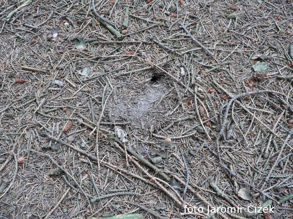 /Vstup do přezimovací komůrky samičky druhu čmelák skalní.