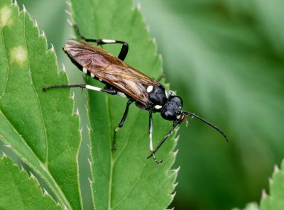 Macrophya duodecimpunctata - Pilatka mokřadní