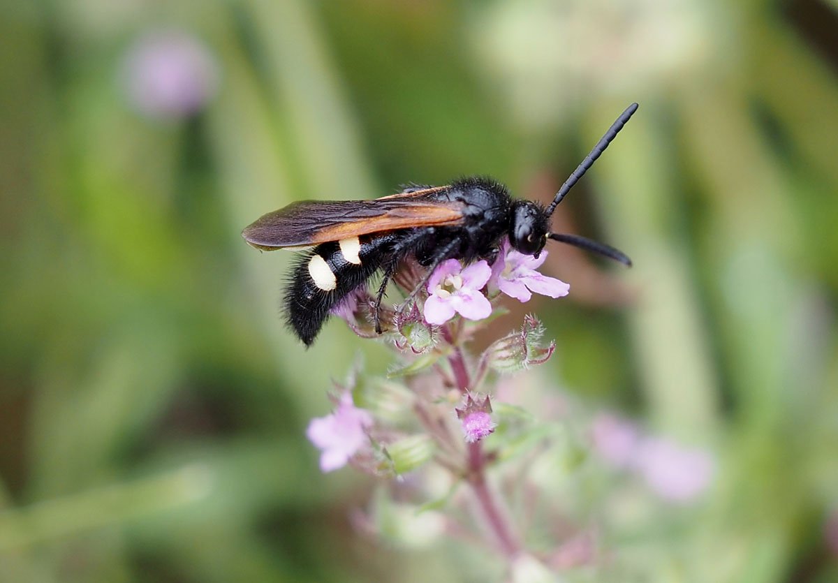 /Scolia sexmaculata, sameček fotografovaný z boku.