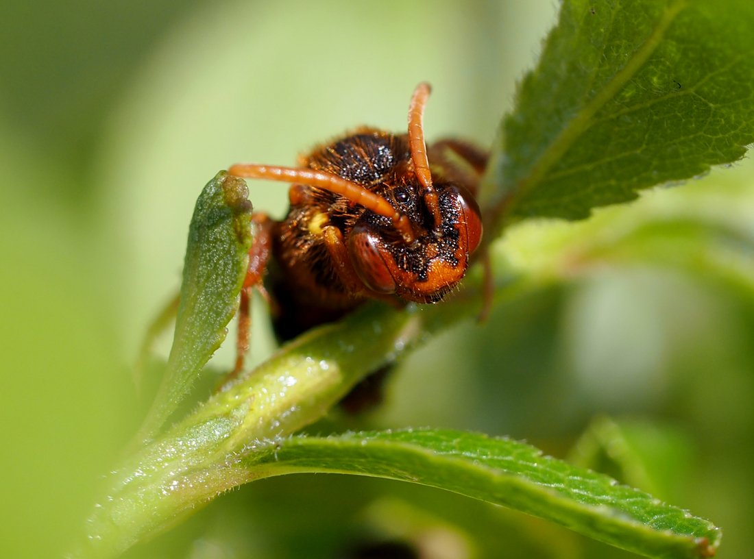 /Nomada ryšavá (Nomada lathburiana), portrét samičky. /Nomada ryšavá (Nomada lathburiana), portrét samičky.