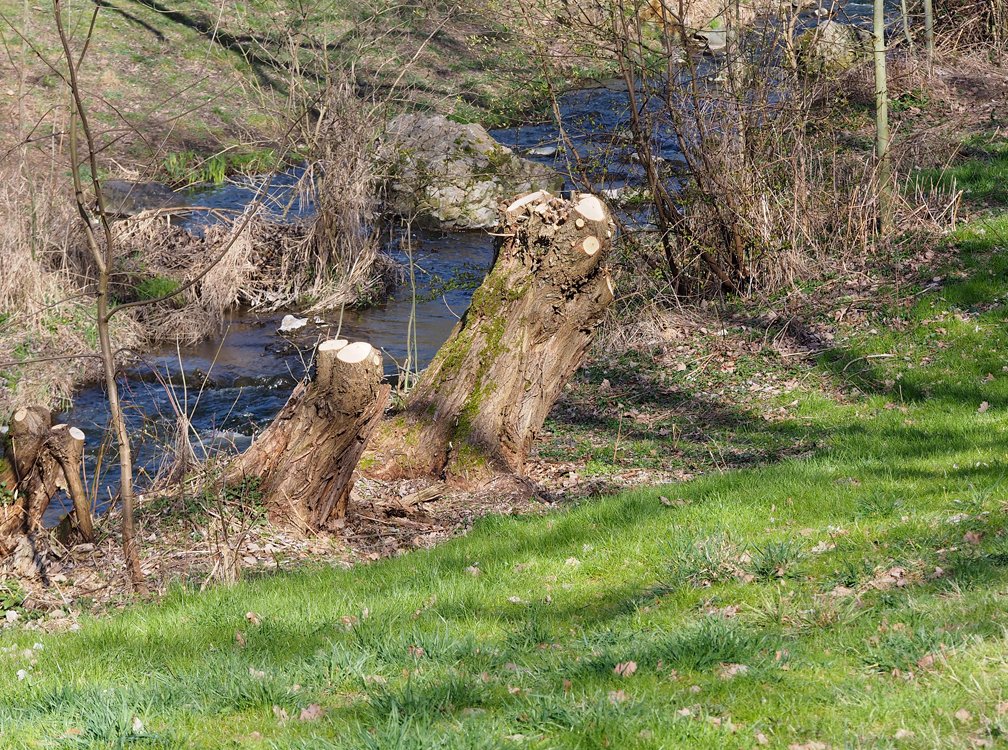 /Ořezané vrby, foto z blízka. /Ořezané vrby, foto z blízka.