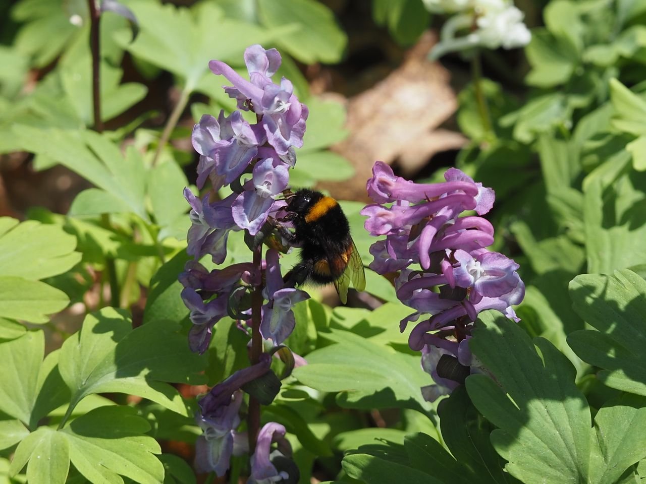 /Dymnivka dutá a čmelák.