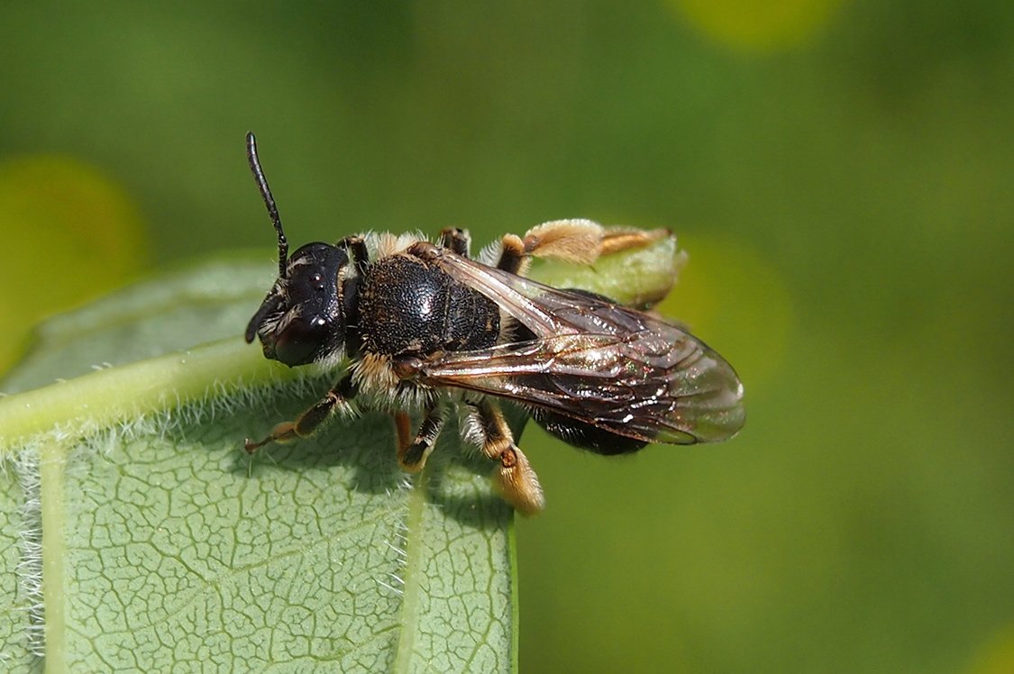 /Pískorypka úhledná, fotografovaná shora.