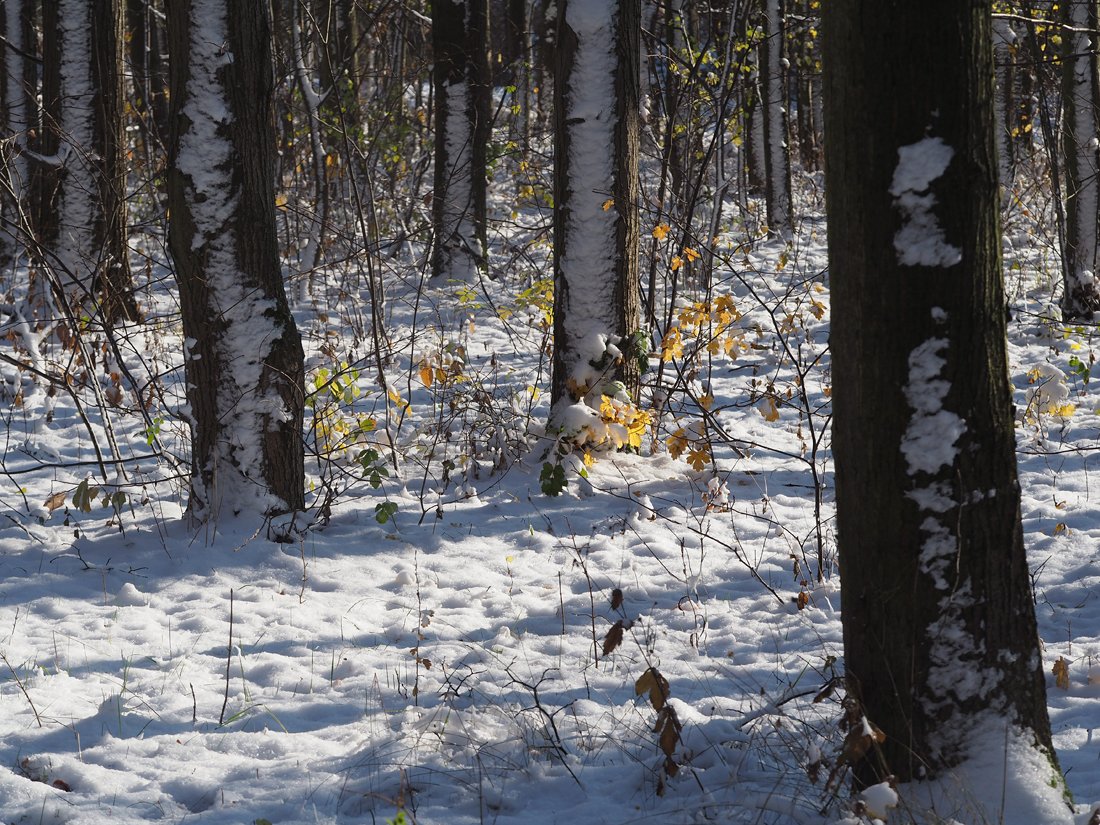 /Zasněžené kmeny na kraji lesa. /Zasněžené kmeny na kraji lesa.