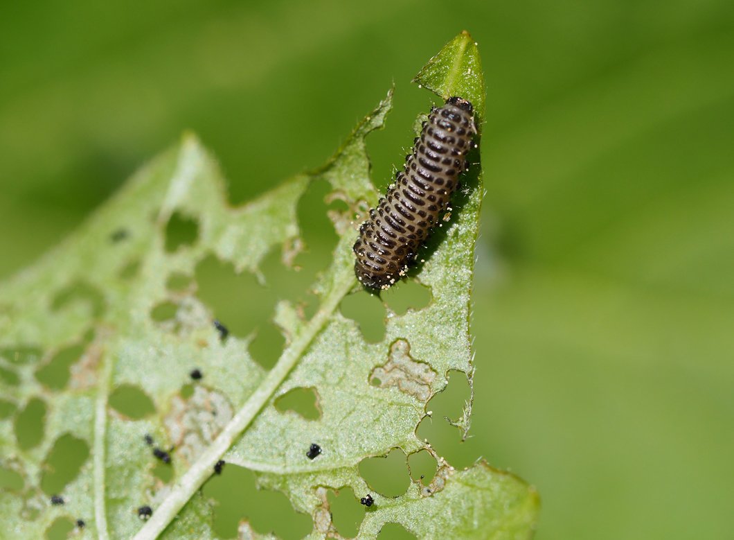 /Bázlivec kalinový, larva. /Bázlivec kalinový, larva.