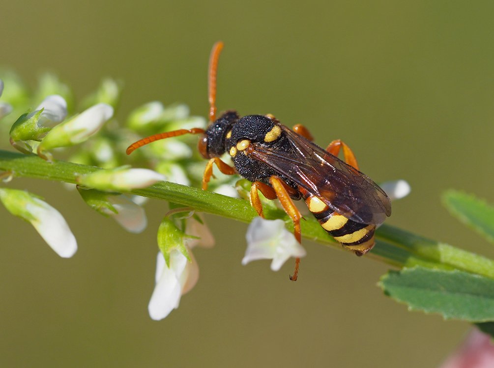 /Nomada fucata, samička na komonici.