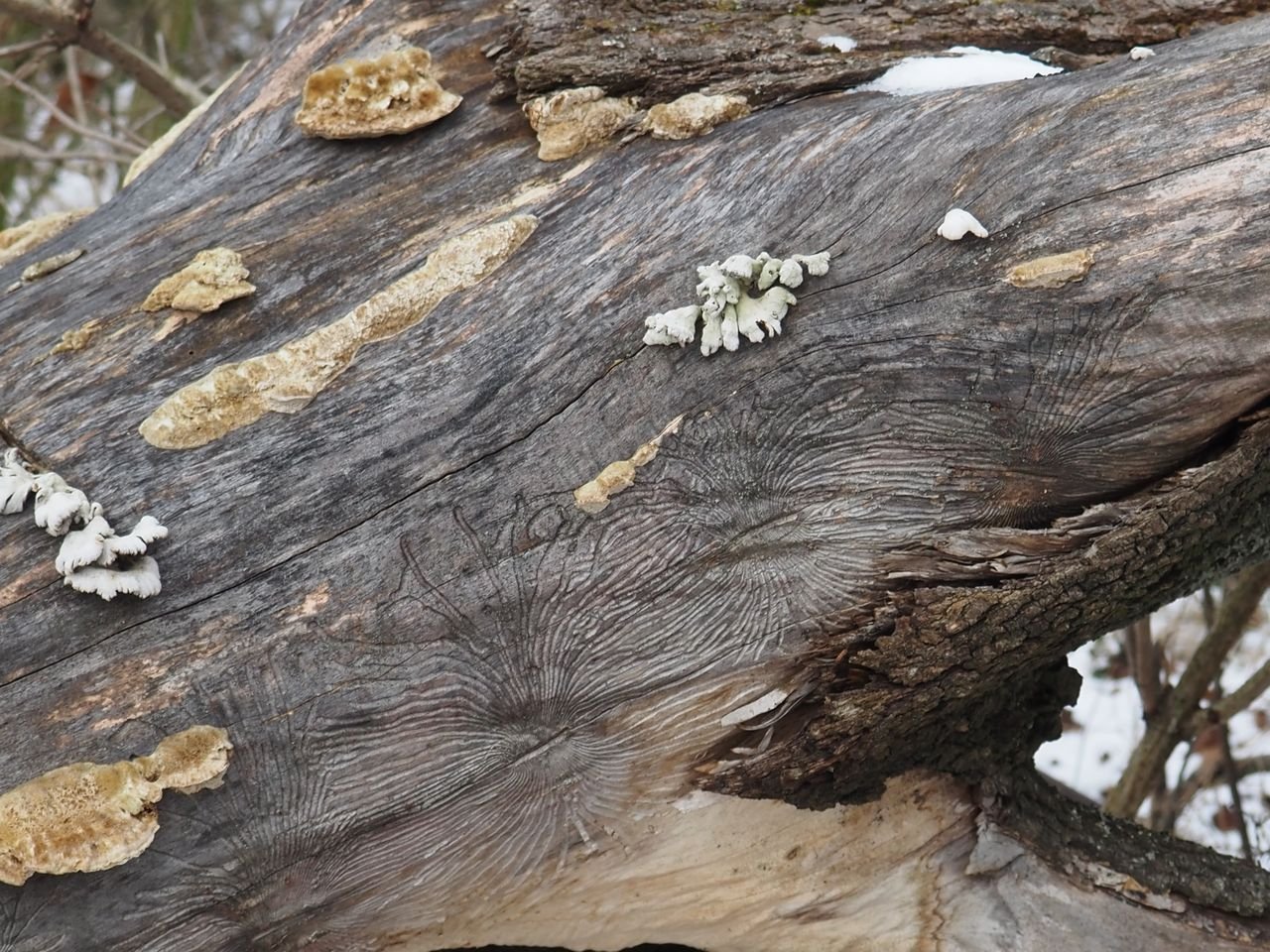 /Chodby bělokazů a dva druhy hub na kmenu.