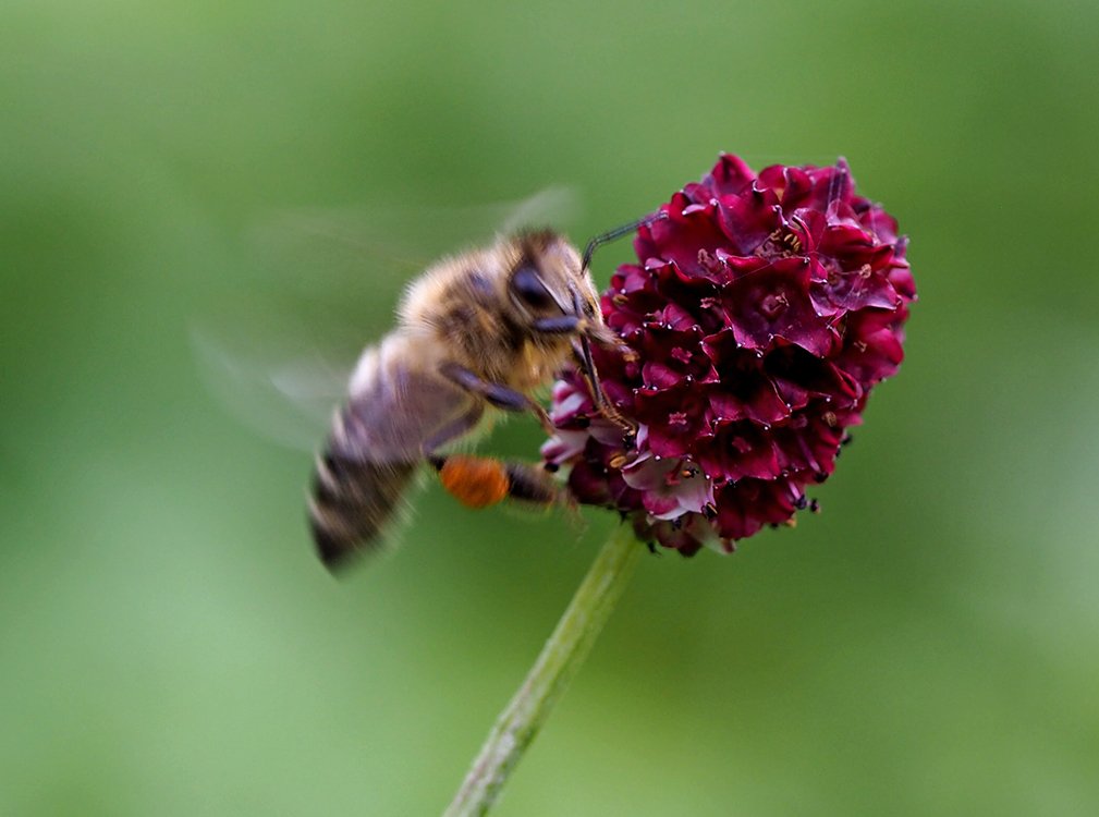 /Na květu krvavce sbírá pyl včela medonosná.