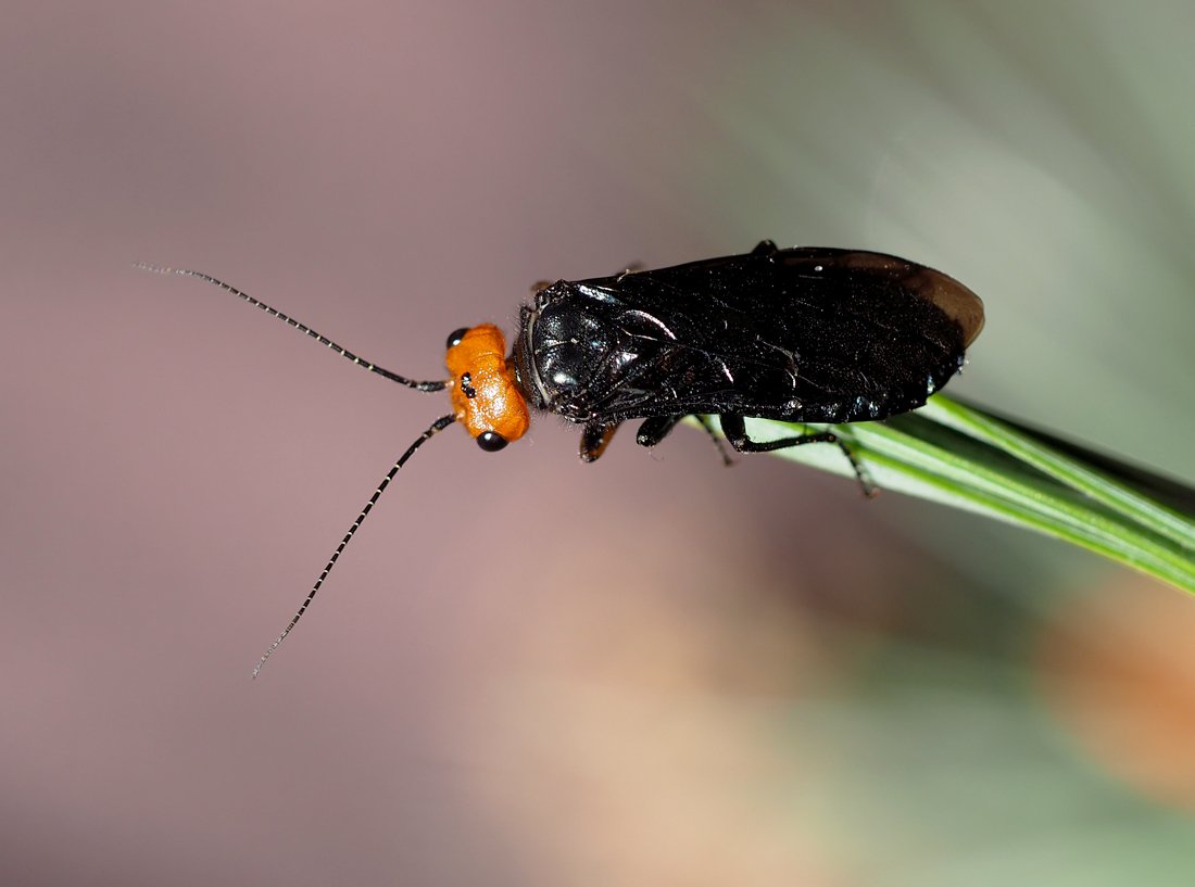 /Acantholyda erythrocephala, foto shora. /Acantholyda erythrocephala, foto shora.