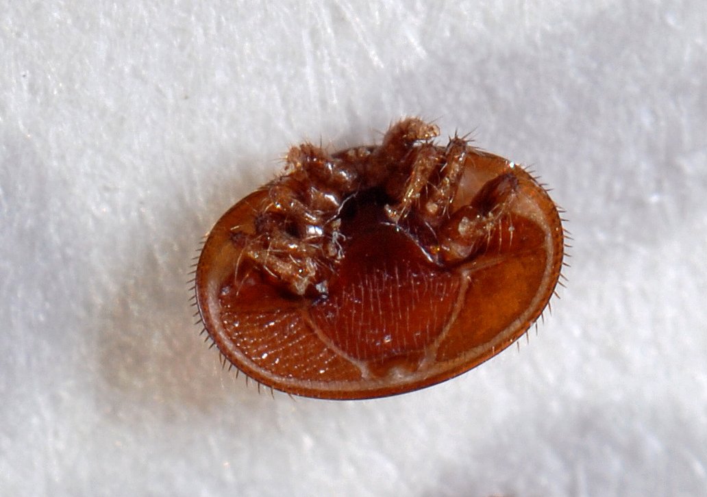 /Roztoč Varroa, vzhůru nohama - břišní strana. /Roztoč Varroa, vzhůru nohama - břišní strana.