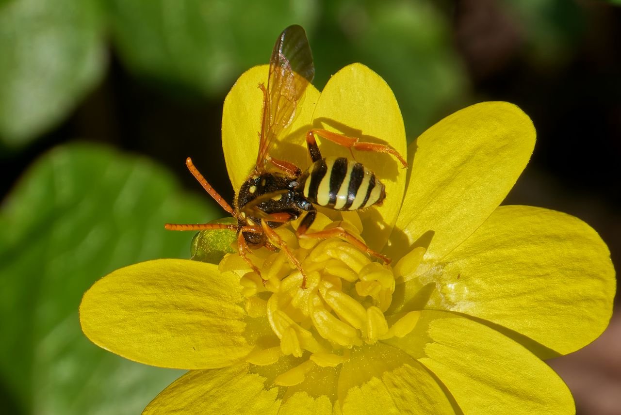 /Nomada succincta na orseji - foto Radim Herman.