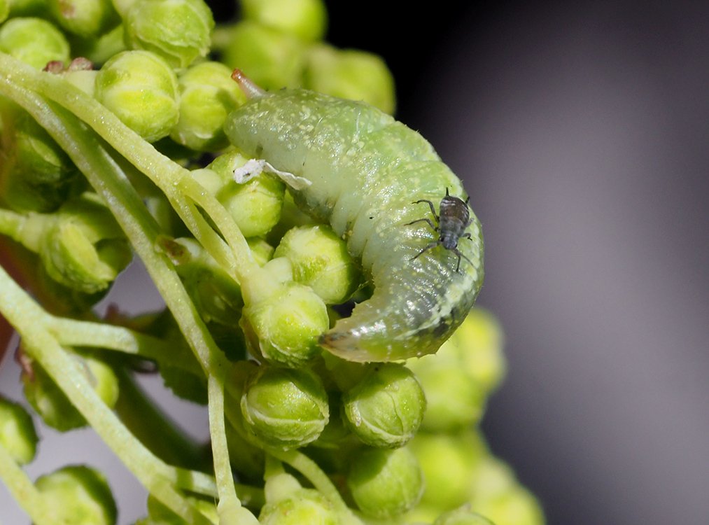 /Larva pestřenky se mšicí na zádech.