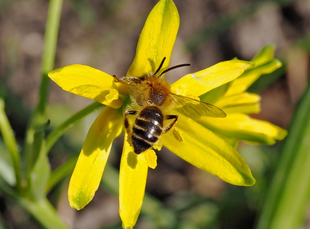 /Andrena gravida, sameček v květu křivatce žlutého ve Stromovce. /Andrena gravida, sameček v květu křivatce žlutého ve Stromovce.