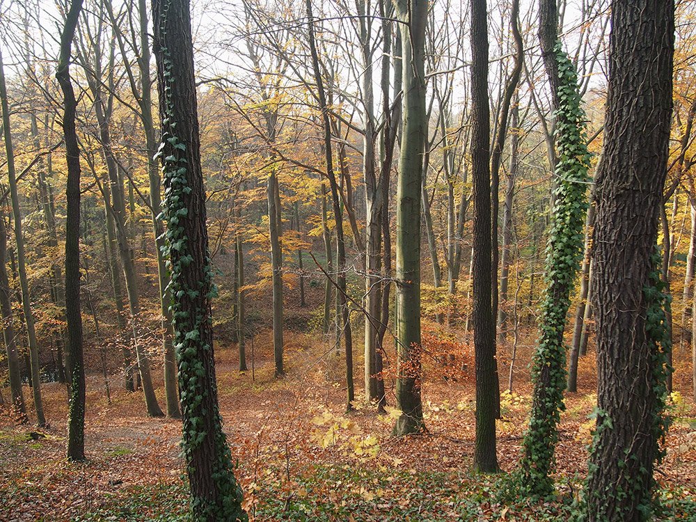 /Pohled lesem ze svahu dolů za Hvězdou.