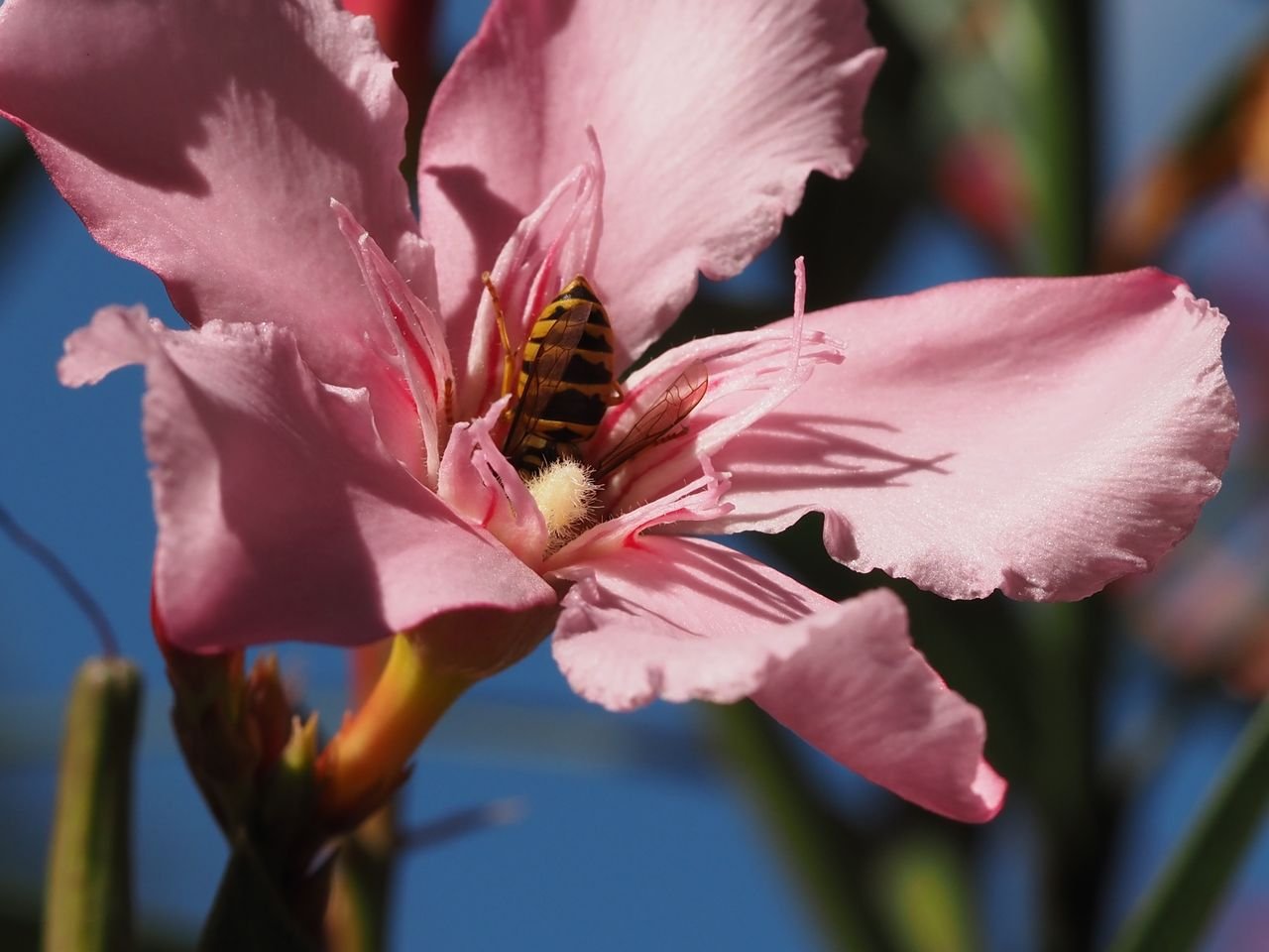 /Oleandr - vosa marně hledá nektar uvnitř květu.