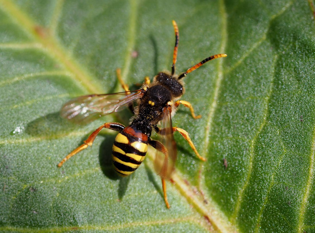 /Nomada bifasciata, sameček sedí na listu.