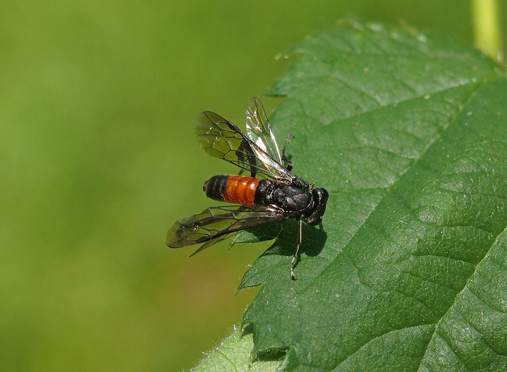 /Pilatka  Macrophya má červený zadeček.
