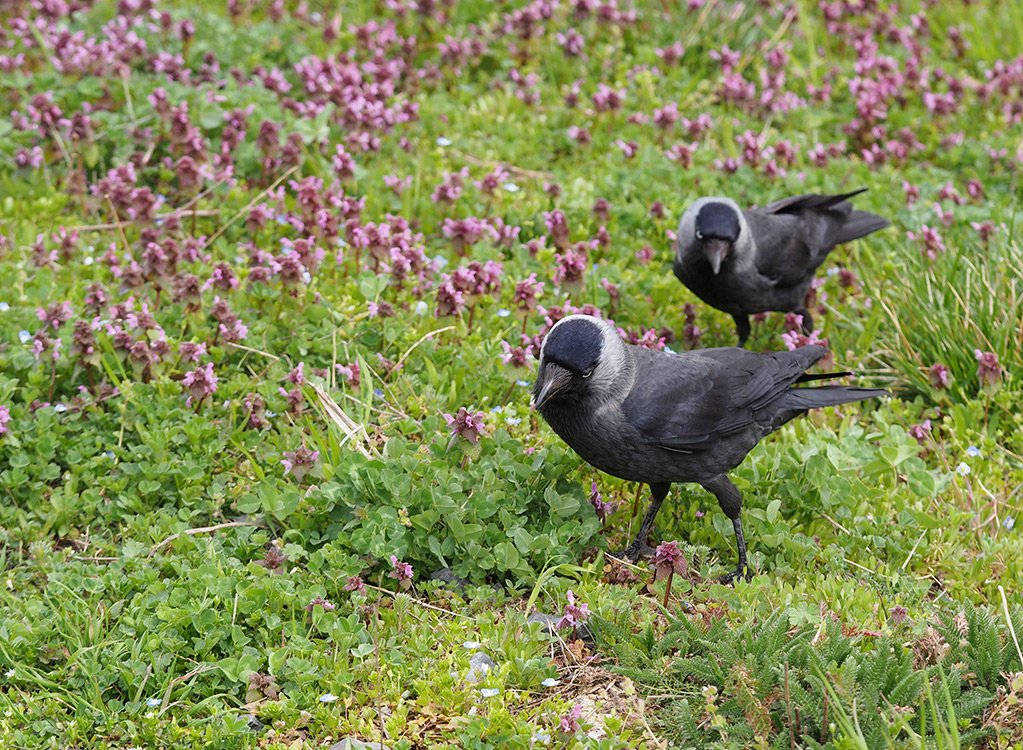 /Kavky se živí hmyzem.