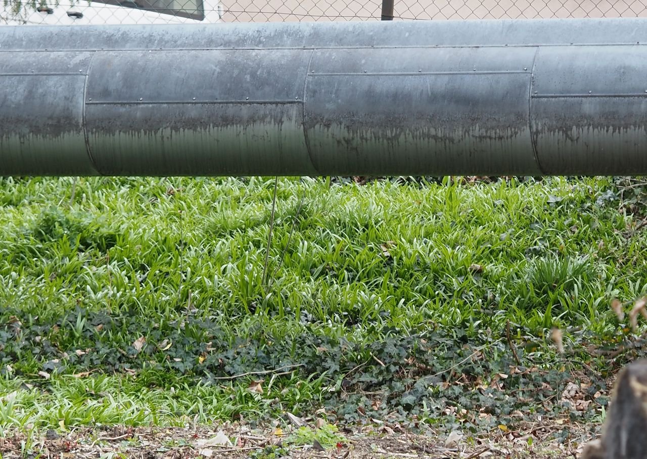 /Česnek podivný a břečťan pod potrubím.