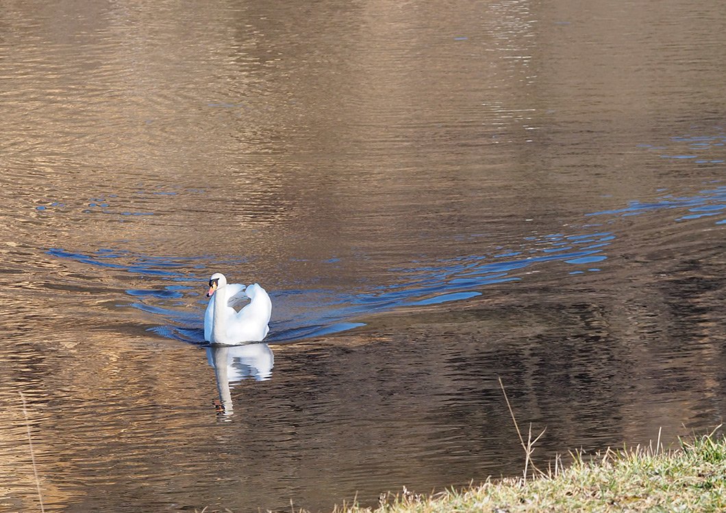 /Labuť na klidné hladině.