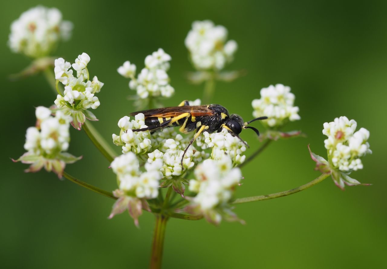 /Pilatka bazalková, sameček na krabilici zápašné.