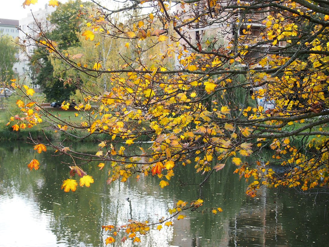 /Javor mléč na břehu rybníčka má podzimní zbarvení listů.