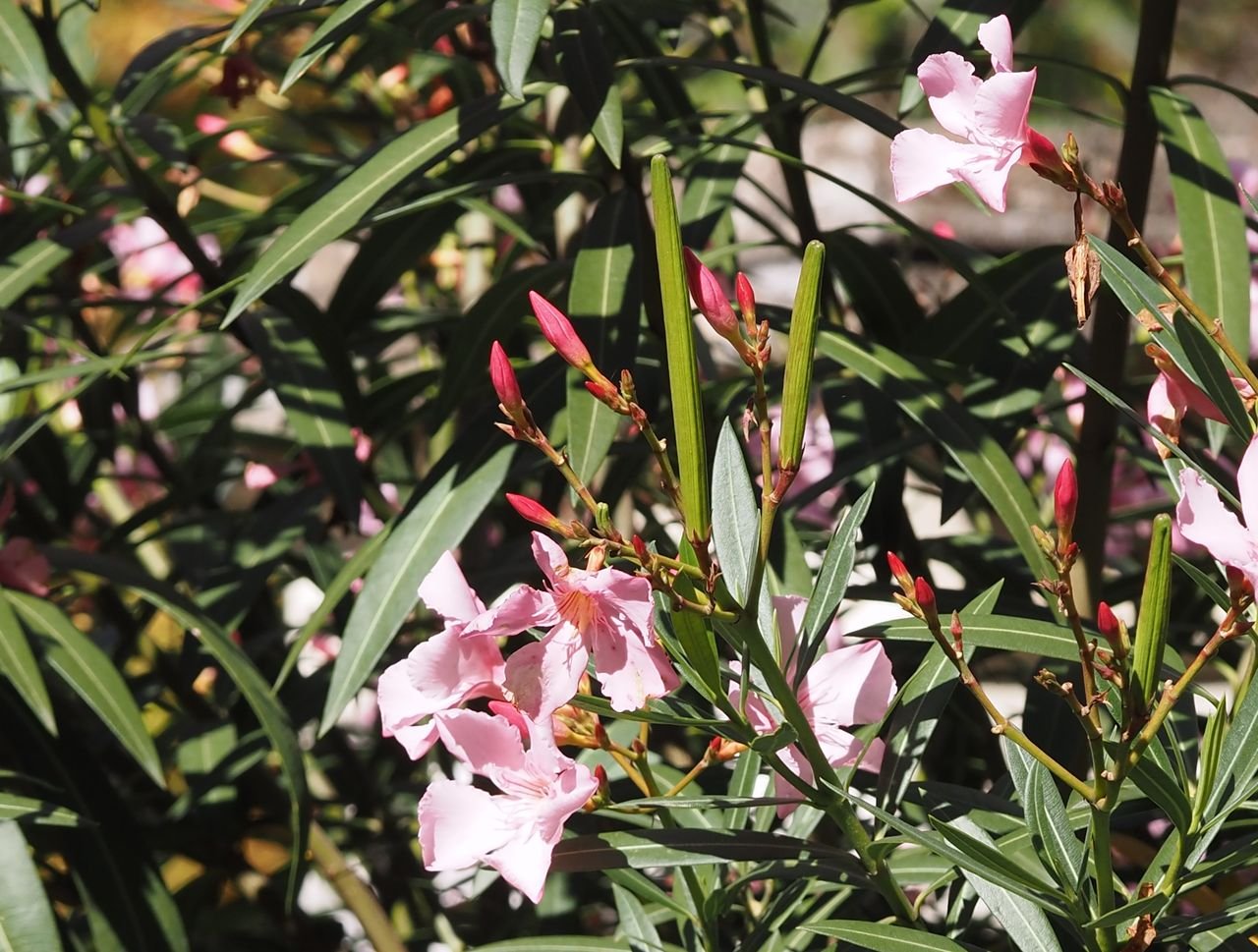/Oleandr - větvička s poupaty, květy a s nedozrálými plody.