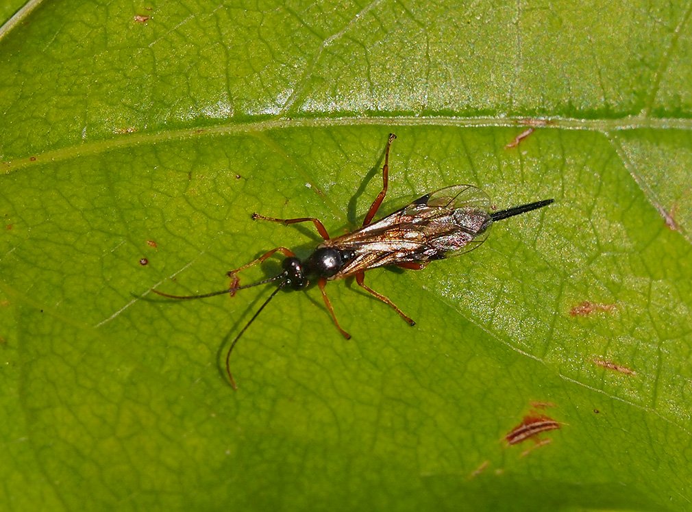 /Lumek z podčeledi Pimplinae, fotografie shora.