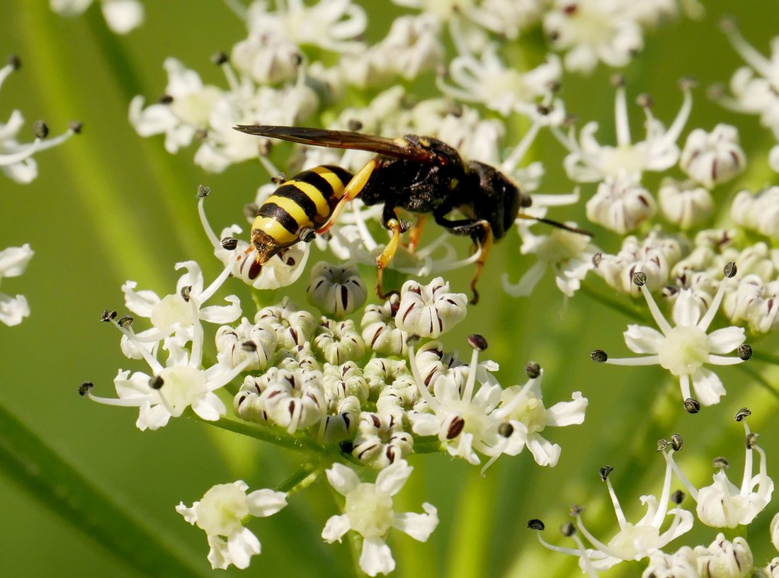 /Ectemnius lituratus, zadeček.